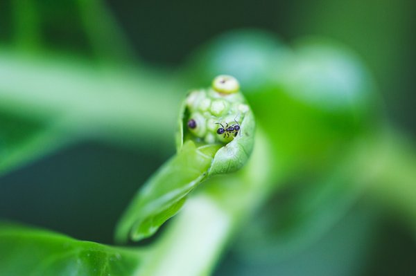 Creating a Safe and Inviting Outdoor Habitat for Your Dwarf Rabbits: A Complete Guide